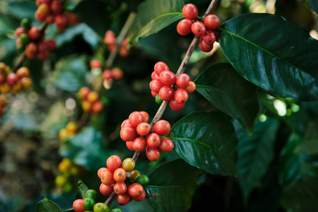 COFFEE JOKES ASIDE COFFEE ROASTERS