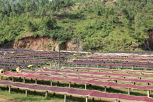 Load image into Gallery viewer, Burundi Kibingo - washed FILTER