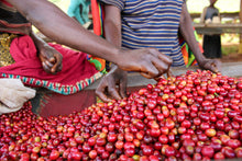 Load image into Gallery viewer, Burundi Kibingo - washed FILTER