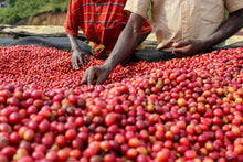 Load image into Gallery viewer, Burundi Kibingo - washed FILTER