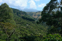 Load image into Gallery viewer, Costa Rica Vida washed - ESPRESSO