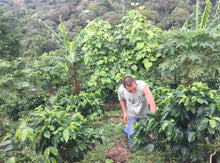 Load image into Gallery viewer, Honduras Alexis Martinez - Parainema - anaerobic washed ESPRESSO