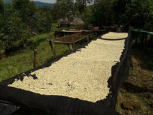 Load image into Gallery viewer, Uganda Zombo - Ndhew microstation - ESPRESSO