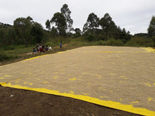 Load image into Gallery viewer, Uganda Zombo - Ndhew microstation - ESPRESSO