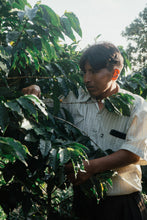 Load image into Gallery viewer, Bolivia Aljiri - washed ESPRESSO
