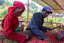 Load image into Gallery viewer, Burundi Kibingo - washed FILTER
