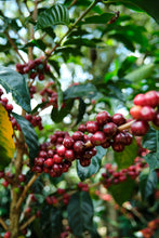 Load image into Gallery viewer, Costa Rica Vida washed - ESPRESSO
