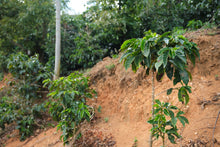 Load image into Gallery viewer, Costa Rica Vida washed - ESPRESSO
