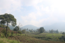 Load image into Gallery viewer, Java - Sunda Tilu - honey ESPRESSO
