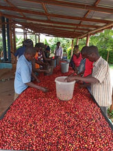 Load image into Gallery viewer, Kenya Sakami - Rosabella - single farmer lot natural ESPRESSO
