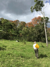 Load image into Gallery viewer, Colombia Henry Munoz - washed pink bourbon FILTER

