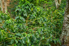Load image into Gallery viewer, Nicaragua Finca Las Hortensias FILTER
