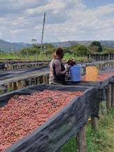 Load image into Gallery viewer, Kenya Sakami - Rosabella - single farmer lot natural FILTER
