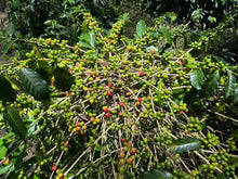 Load image into Gallery viewer, West Papua - Abmisibil - washed FILTER
