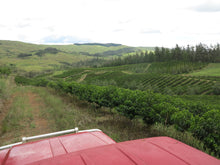 Load image into Gallery viewer, Papua New Guinea Baroida FILTER (honey)

